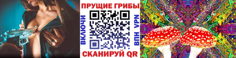 Псилоцибиновые грибы Psilocybe  Лодейное Поле 